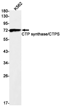 CTP Synthase Rabbit mAb ABZ2647