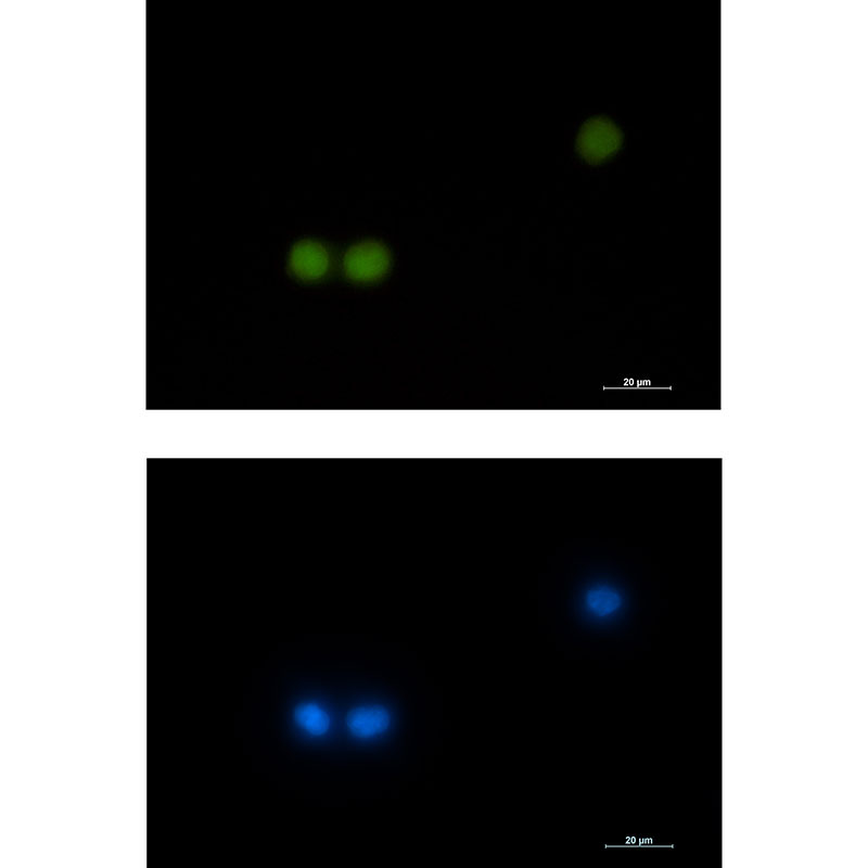 HOXB4 Rabbit mAb ABZ2649