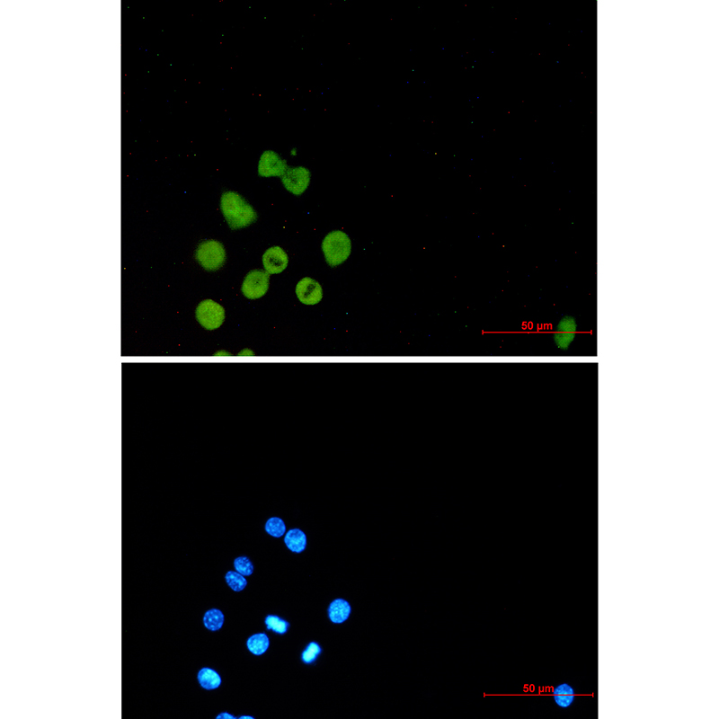 Spi1 Rabbit mAb ABZ2650