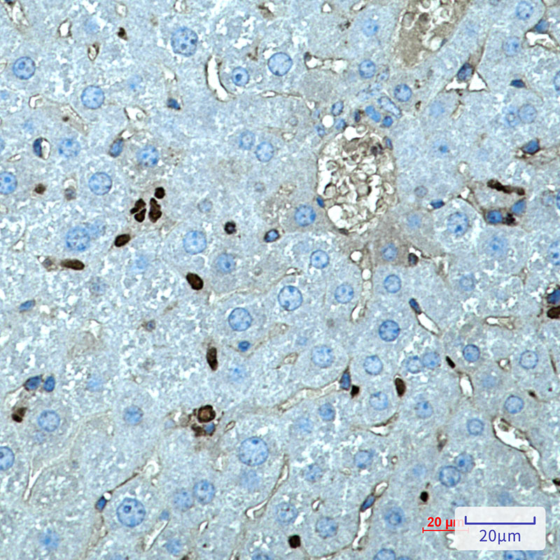 Spi1 Rabbit mAb ABZ2650