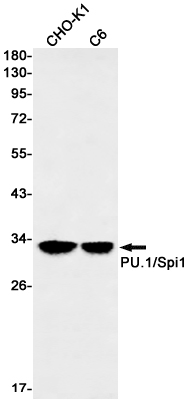 Spi1 Rabbit mAb ABZ2650