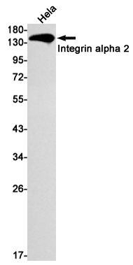 Integrin alpha 2 Rabbit mAb ABZ2651