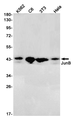 JunB Rabbit mAb ABZ2652