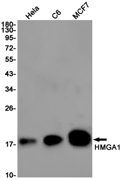 HMGA1 Rabbit mAb ABZ2655