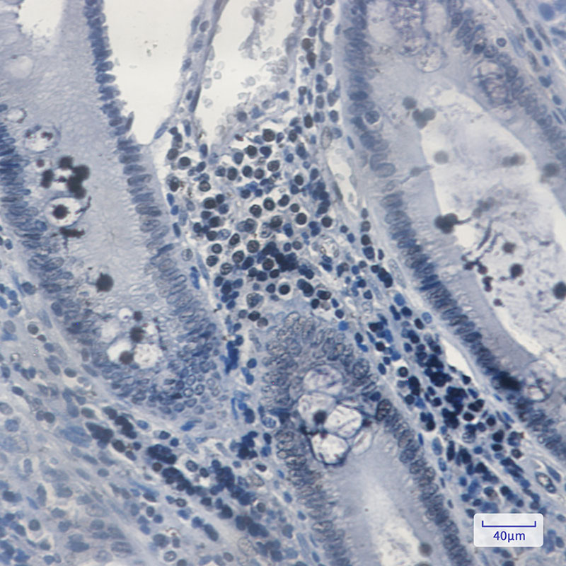 MGMT Rabbit mAb ABZ2659