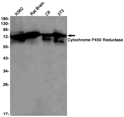 Cytochrome P450 Reductase Rabbit mAb ABZ2661