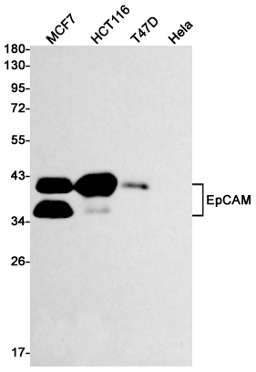 EpCAM Rabbit mAb ABZ2662