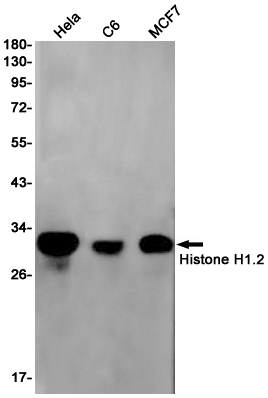 Histone H1.2 Rabbit mAb ABZ2664