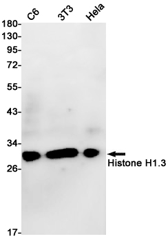 Histone H1.3 Rabbit mAb ABZ2665