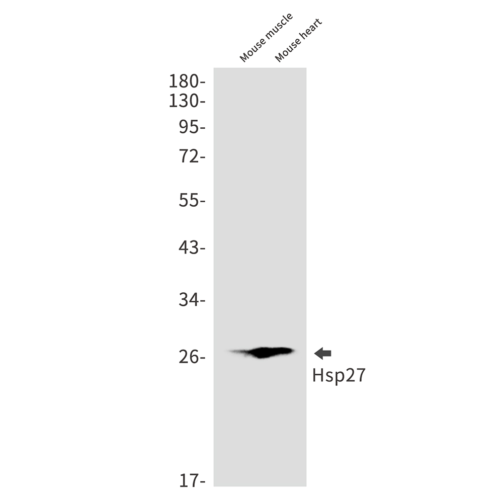 Hsp27 Rabbit mAb ABZ2670