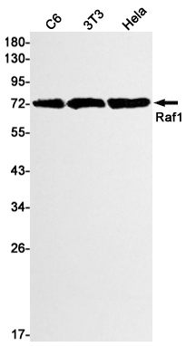 Raf1 Rabbit mAb ABZ2678
