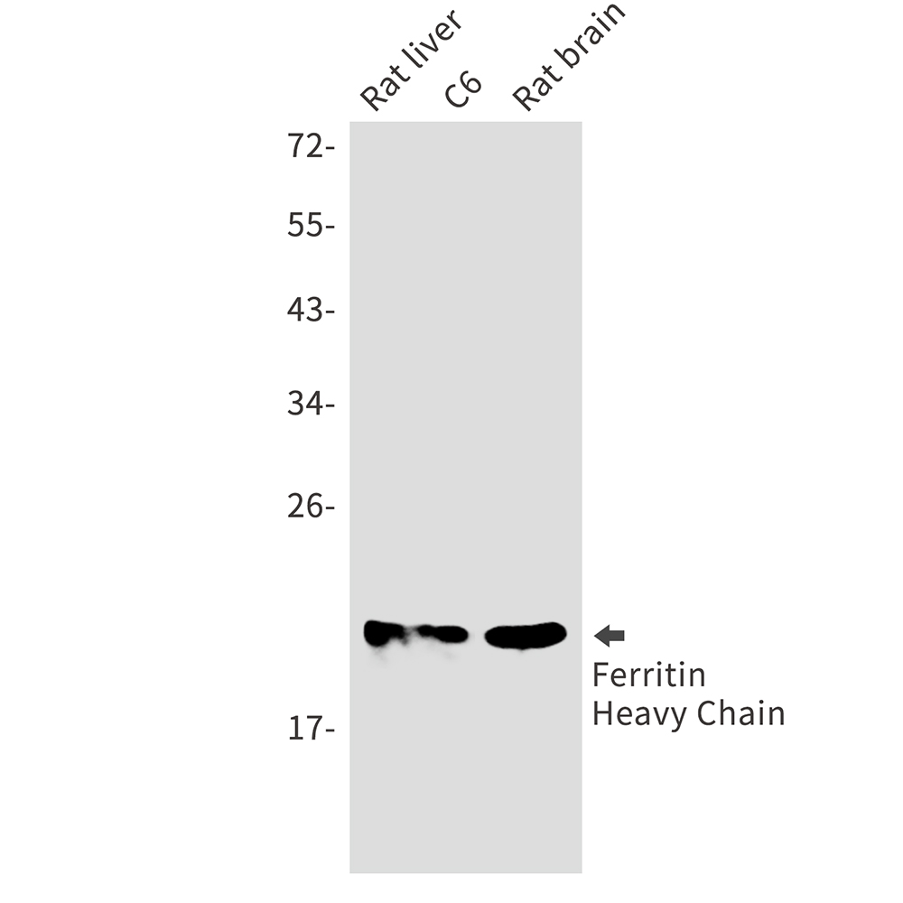 Ferritin Heavy Chain Rabbit mAb ABZ2683