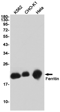 Ferritin Heavy Chain Rabbit mAb ABZ2683