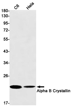 Alpha B Crystallin Rabbit mAb ABZ2693
