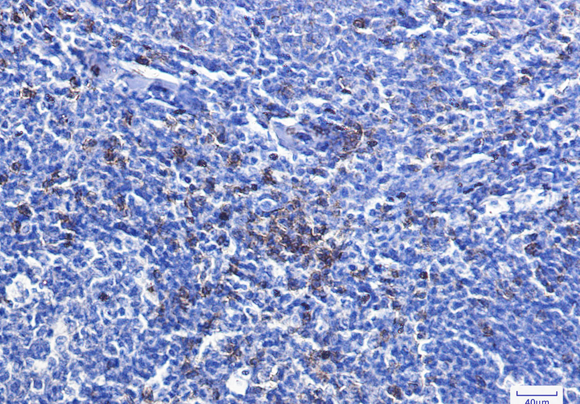 CD8 alpha Rabbit mAb ABZ2695
