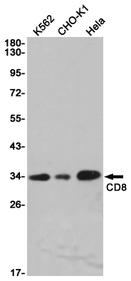 CD8 alpha Rabbit mAb ABZ2695