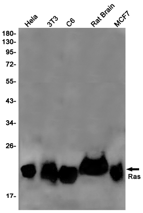 GTPase NRAS Rabbit mAb ABZ2698