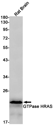 GTPase HRAS Rabbit mAb ABZ2699