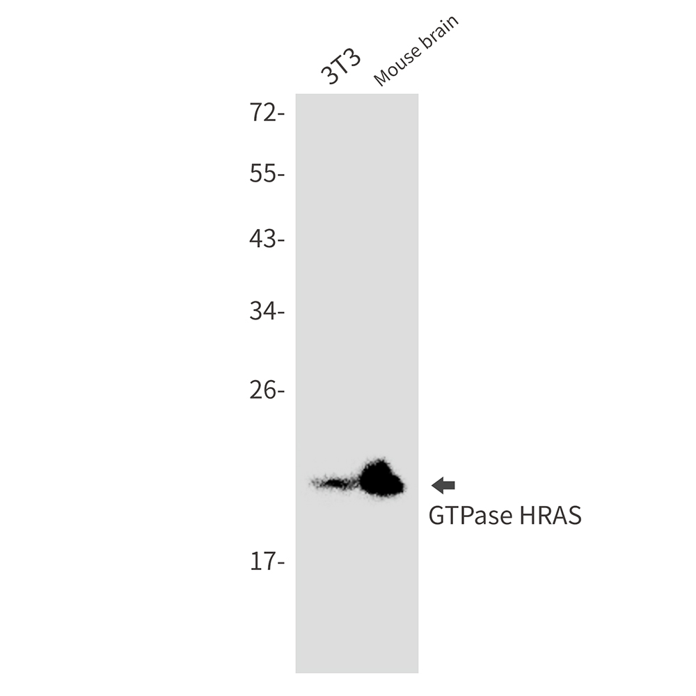GTPase HRAS Rabbit mAb ABZ2700