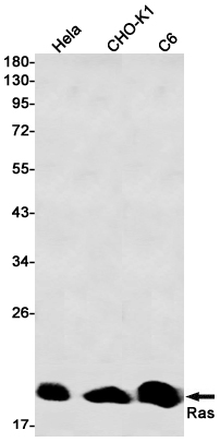 GTPase HRAS Rabbit mAb ABZ2700