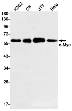 c-Myc Rabbit mAb ABZ2701