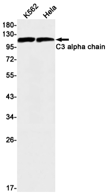 C3 Rabbit mAb ABZ2704