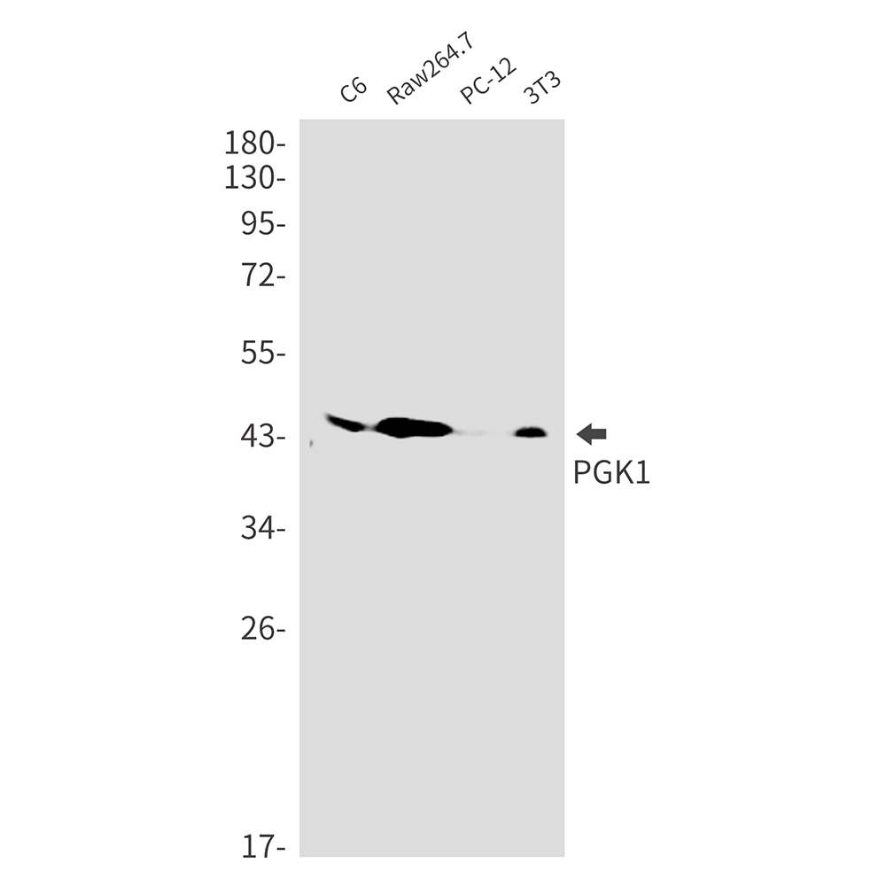 PGK1 Rabbit mAb ABZ2708