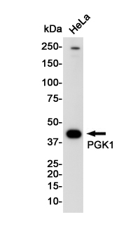 PGK1 Rabbit mAb ABZ2708