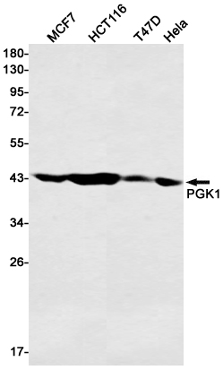 PGK1 Rabbit mAb ABZ2708