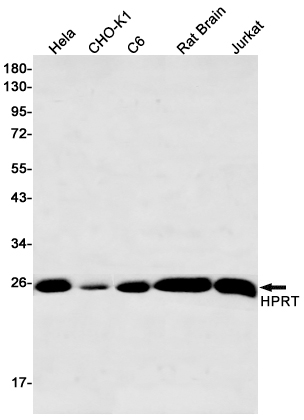HPRT Rabbit mAb ABZ2710
