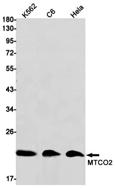 MTCO2 Rabbit mAb ABZ2715