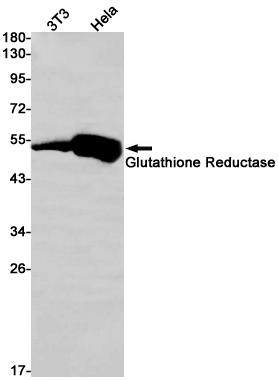 Glutathione Reductase Rabbit mAb ABZ2716
