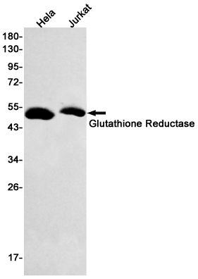 Glutathione Reductase Rabbit mAb ABZ2717