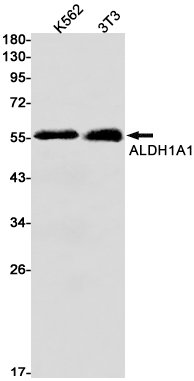 ALDH1A1 Rabbit mAb ABZ2718