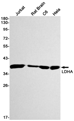 Lactate Dehydrogenase A Rabbit mAb ABZ2719