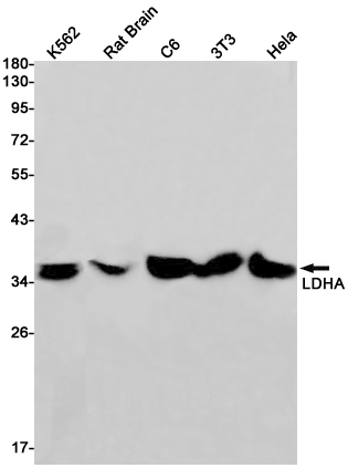 Lactate Dehydrogenase A Rabbit mAb ABZ2720