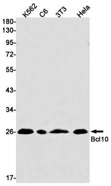 Bcl 10 Rabbit mAb ABZ2723