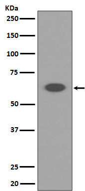 AIF Rabbit mAb ABZ2725