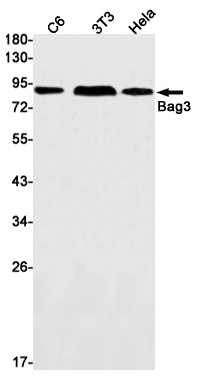 BAG3 Rabbit mAb ABZ2727