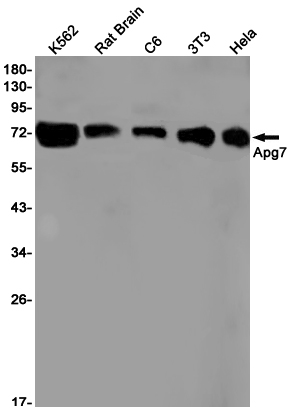 ATG7 Rabbit mAb ABZ2730
