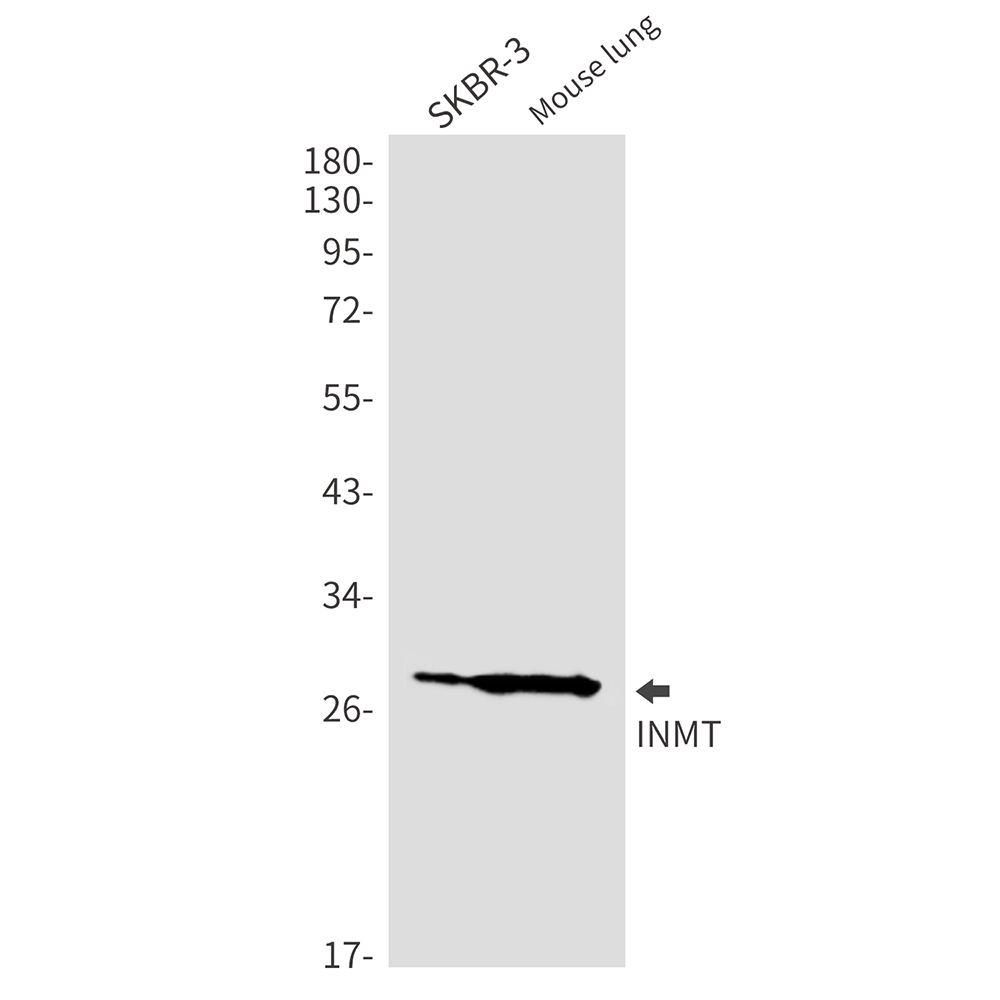 INMT Rabbit mAb ABZ2731