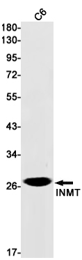 INMT Rabbit mAb ABZ2731