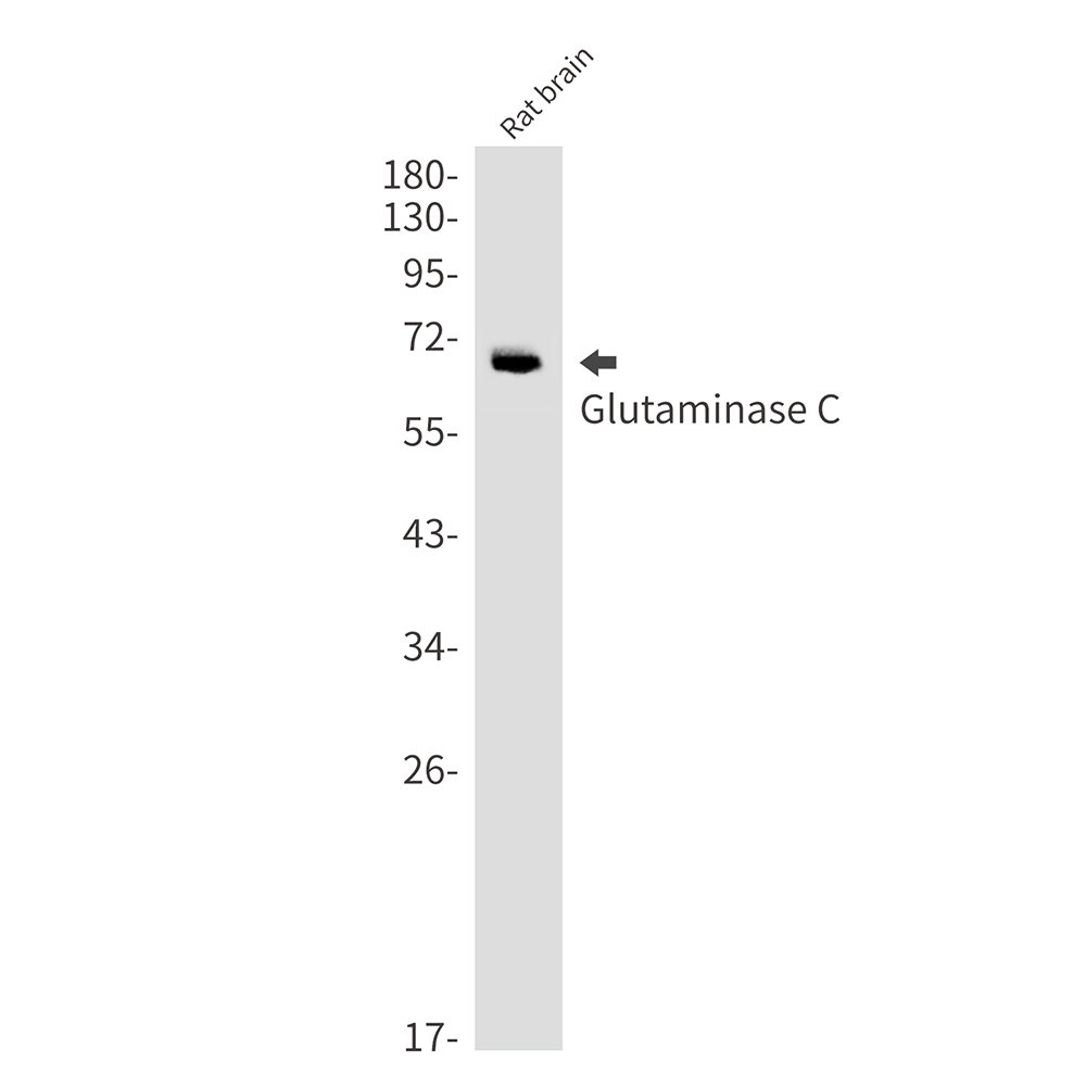 Glutaminase Rabbit mAb ABZ2733