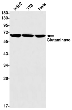 Glutaminase Rabbit mAb ABZ2733