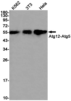 ATG12 Rabbit mAb ABZ2735