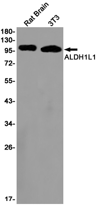 ALDH1L1 Rabbit mAb ABZ2739