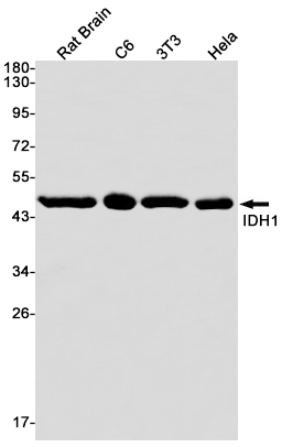 IDH1 Rabbit mAb ABZ2740