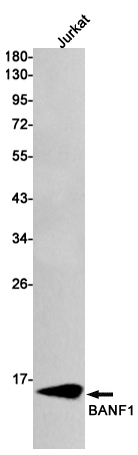 BANF1/BAF Rabbit mAb ABZ2741