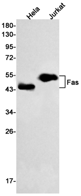 Fas Rabbit mAb ABZ2742