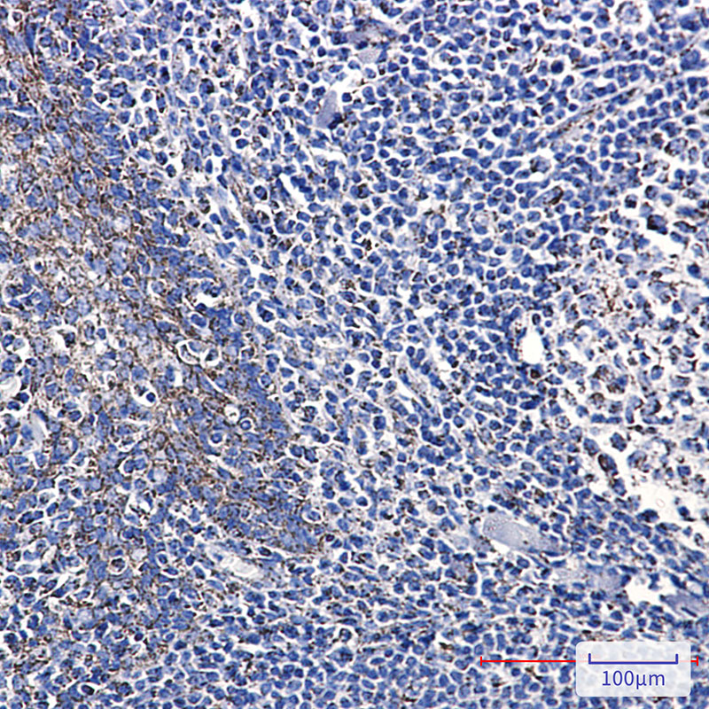 Citrate Synthetase Rabbit mAb ABZ2743